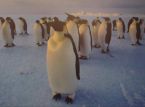 Bewerbungen für eine Stelle im Pinguin-Postamt in der Antarktis sind möglich